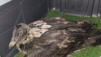 španělskoSamec orlosupa připravený na transport
